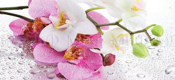 Стол обеденный овальный (Фотопечать) - Фотопечать Орхидея Сиреневая