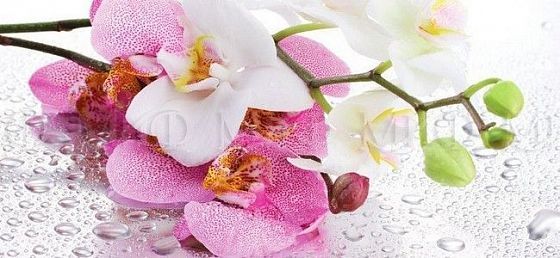 Стол обеденный прямоугольный (Фотопечать) - Фотопечать Орхидея Сиреневая